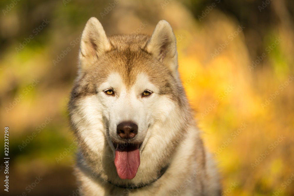 Close-up Portrait of serious Beige and white dog breed Siberian Husky sitting in fall on a bright forest background. Close-up Portrait of serious Beige and white dog breed Siberian Husky sitting in fall on a bright forest background.