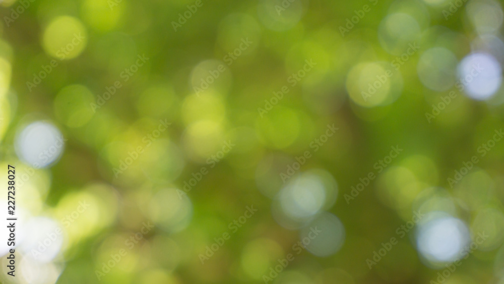 bokeh of sun shining on a tree with green leaves