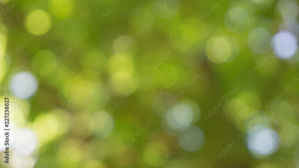 bokeh of sun shining on a tree with green leaves bokeh of sun shining on a tree with green leaves