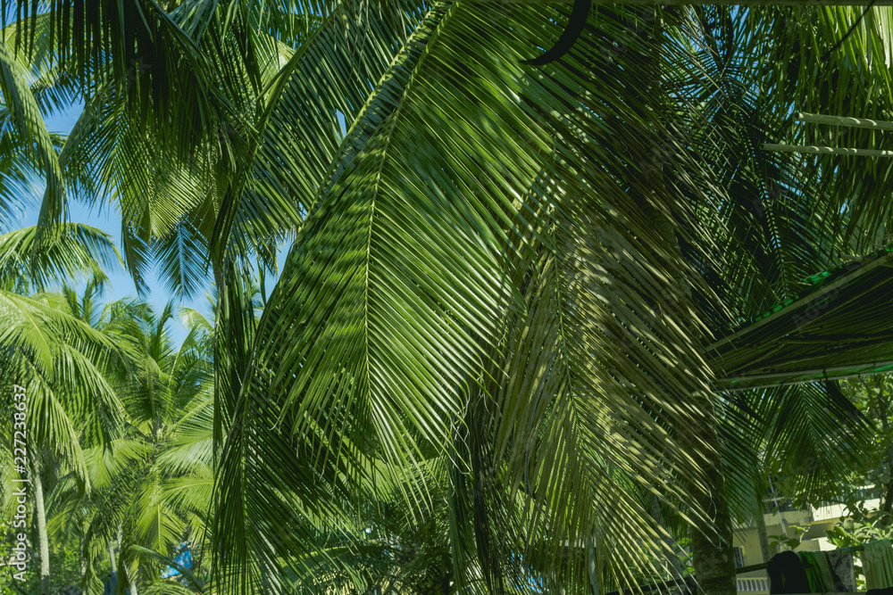 Fototapeta premium Tropical palm leaves, floral pattern.