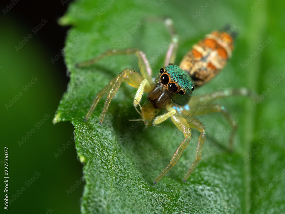 Macro Photo of Colorful Jumping Spider with Prey on Green Leaf Macro Photo of Colorful Jumping Spider with Prey on Green Leaf