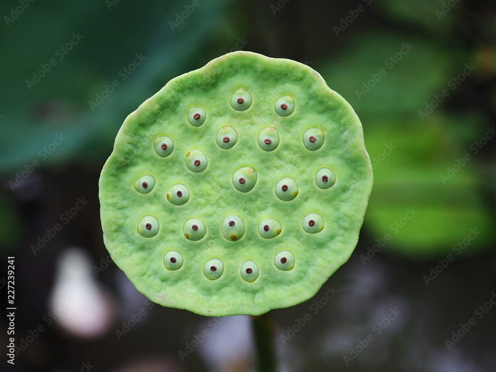 Close up of fresh lotus seed pod on blur lotus leaf background. Close up of fresh lotus seed pod on blur lotus leaf background.