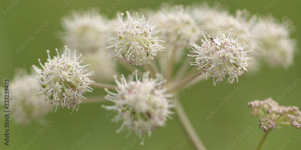 beautiful funny flower anthriscus blooming in the forest or in the park beautiful funny flower anthriscus blooming in the forest or in the park