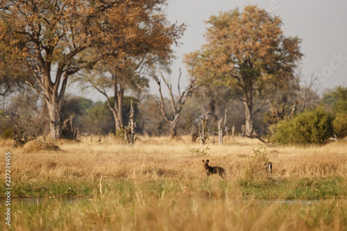 Wild Dogs hunting, impalas with predator. Wildlife scene from Africa, Khwai River, Okavango delta. Animal behaviour in the nature habitat, pack pride of wild dogs offensive attack on impala.  © photocech