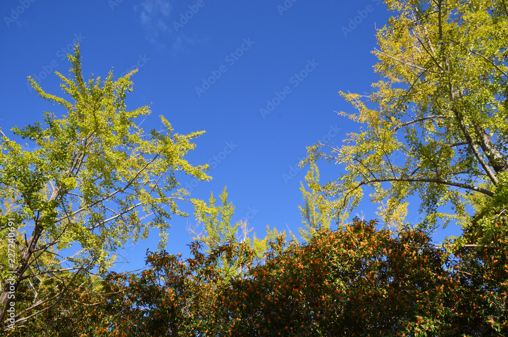 Obraz premium 秋の青空を背景に黄葉したイチョウと満開のキンモクセイがある風景