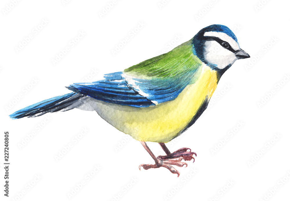 Watercolour hand painted bird titmouse. Bright tit illustration isolated element on white background. Black red yellow, colours feather. Nice design and decoration card, cover magazine article Watercolour hand painted bird titmouse. Bright tit illustration isolated element on white background. Black red yellow, colours feather. Nice design and decoration card, cover magazine article