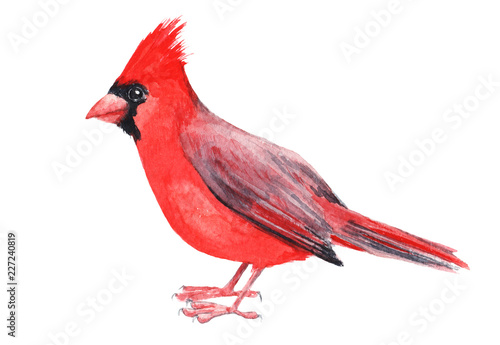 Watercolour hand painted bird cardinal. Bright red illustration on white background. Red and grey vivid colours feather. Nice design and decoration card, cover magazine article, kids goods decoration. © magverkhovets