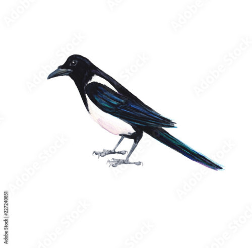 Watercolour hand painted bird magpie design element. Use as a decorative element for cover, card, web design and decoration.