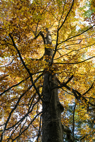 forest in autumn colors with fall foliage landscape background photo