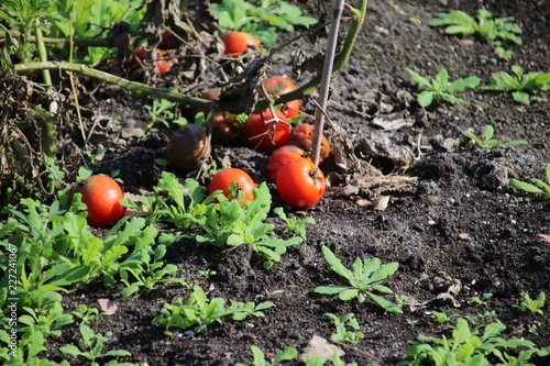 Rotten tomato below a plant in summer sun at a garden in Capelle aan den Ijssel in Park Hitland photo