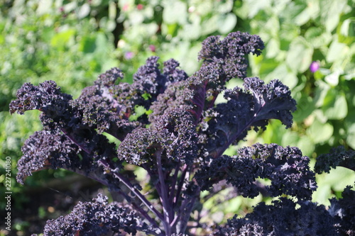 red kale on a plant in summer sun at a garden in Capelle aan den Ijssel in Park Hitland photo