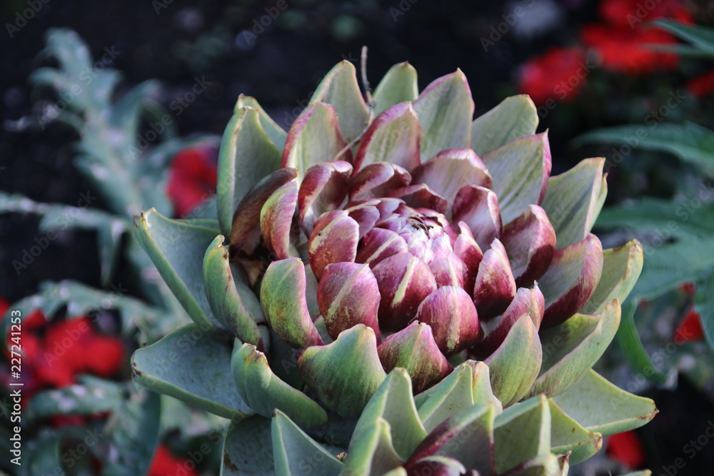 artichoke growing in summer sun at a garden in Capelle aan den Ijssel in Park Hitland artichoke growing in summer sun at a garden in Capelle aan den Ijssel in Park Hitland