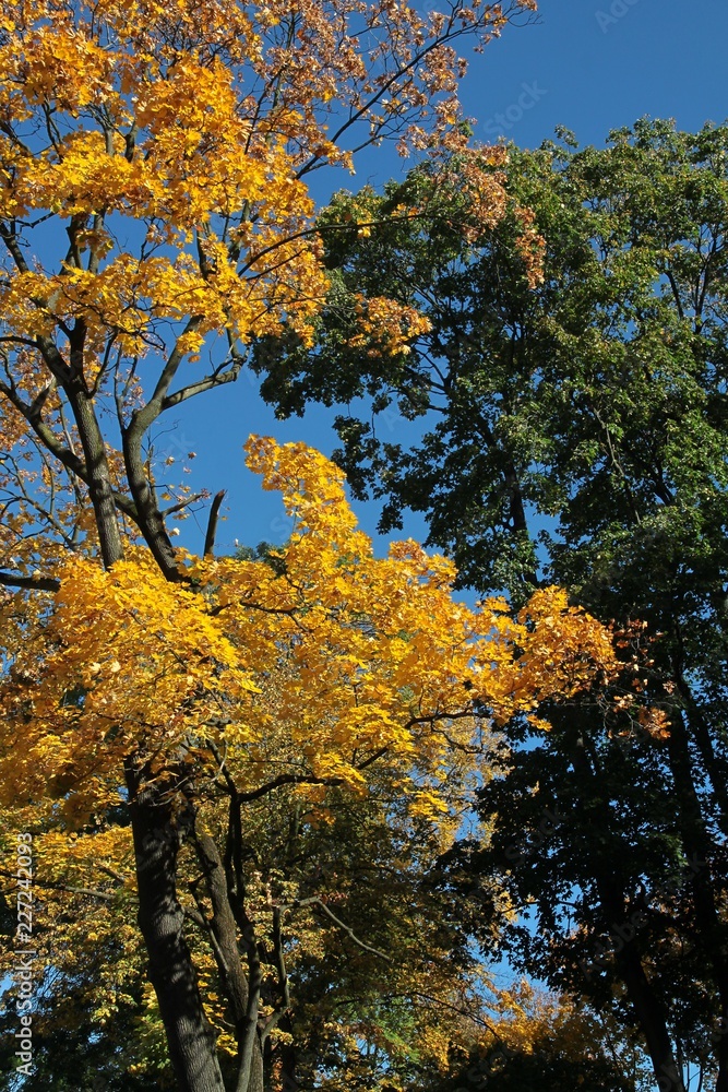 Fototapeta premium landscape of trees in park at autumn