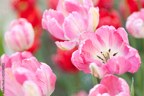 wonderful pink striped and red tulips adorn the flower bed in the garden