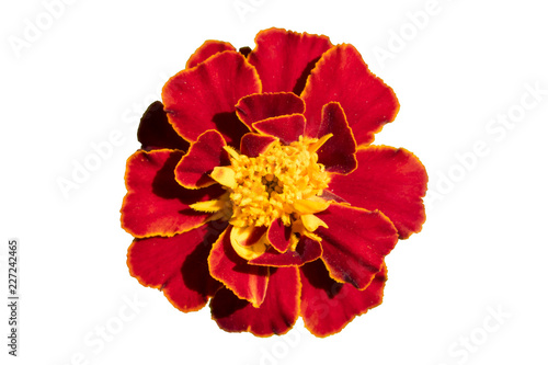 One red-yellow French Marigold flower isolated on white