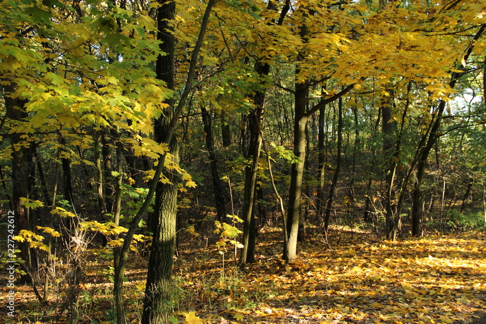 Obraz premium jesienny las