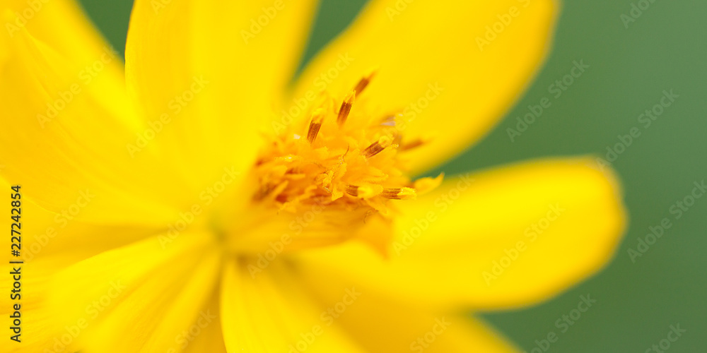 beautiful bright yellow flower with beautiful petals, macro beautiful bright yellow flower with beautiful petals, macro