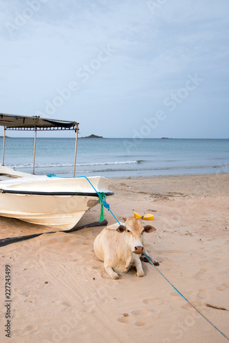 Cow laying on beach in front of anchored boat on Nilaveli beach in Trincomalee Sri Lanka Asia