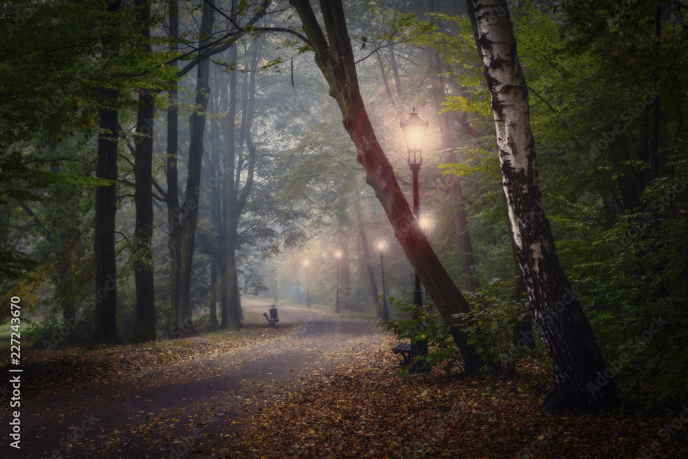 Obraz premium Golden shine autumn panorama scene in the park, the morning sun shining through the trees and fog.