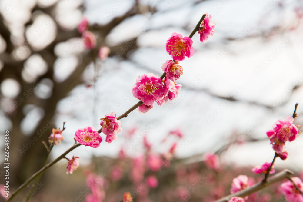 nature, botany, gardening and flora concept - close up of beautiful sakura tree blossoms nature, botany, gardening and flora concept - close up of beautiful sakura tree blossoms