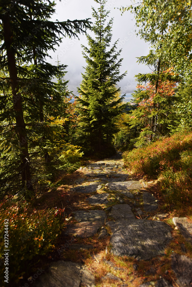 Fototapeta premium jesień