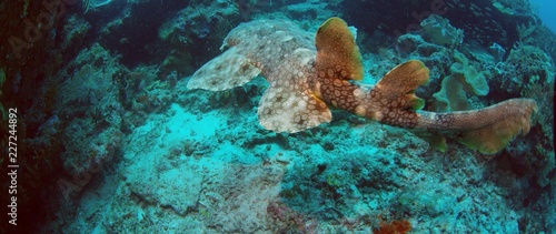 A Tasseled wobbegong, Eucrossorhinus dasypogon, is swimming in a coral reef in Raja Ampat, Indonesia