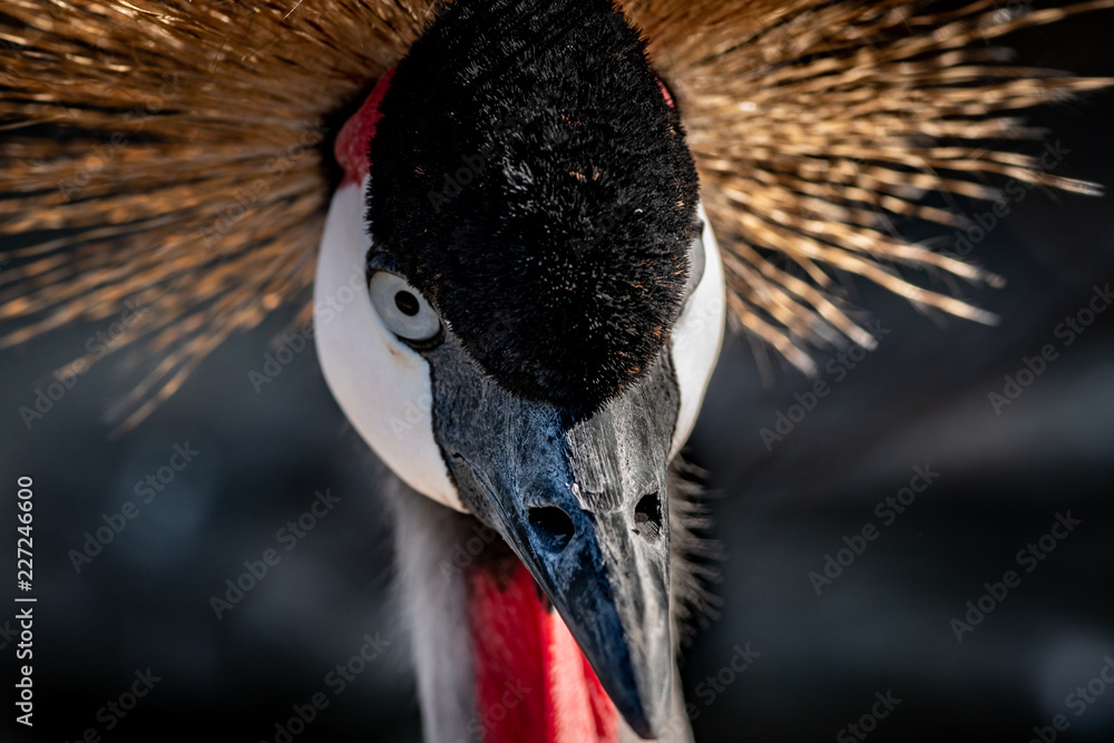 Fototapeta premium portrait of a crowned crane