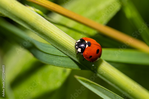 Coccinella della fortuna