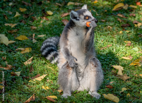 Ring tailed lemur feeding outdoor