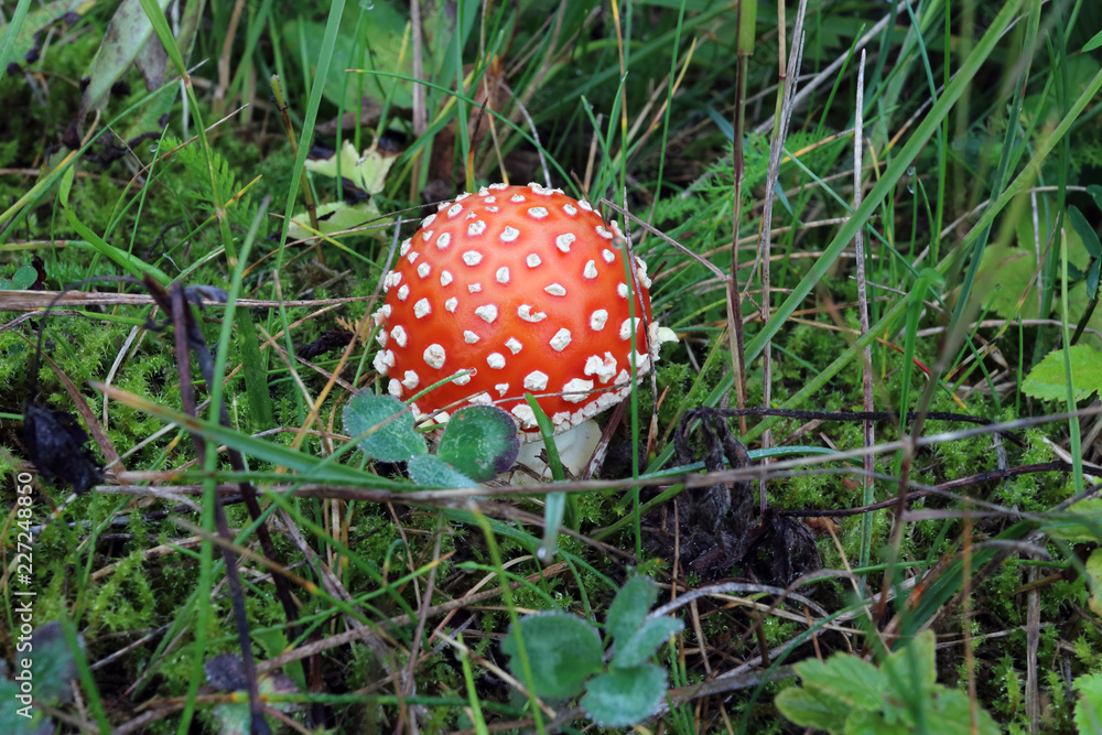 Amanita muscaria, Fly agaric mushroom Amanita muscaria, Fly agaric mushroom