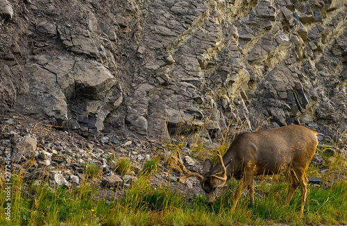 Fototapeta Naklejka Na Ścianę i Meble -  Elk with big antler eating grass along a road in Canada