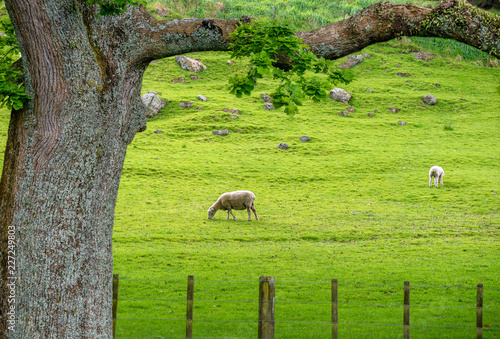 Branches of a tree with green leaves against a sun drenched meadow