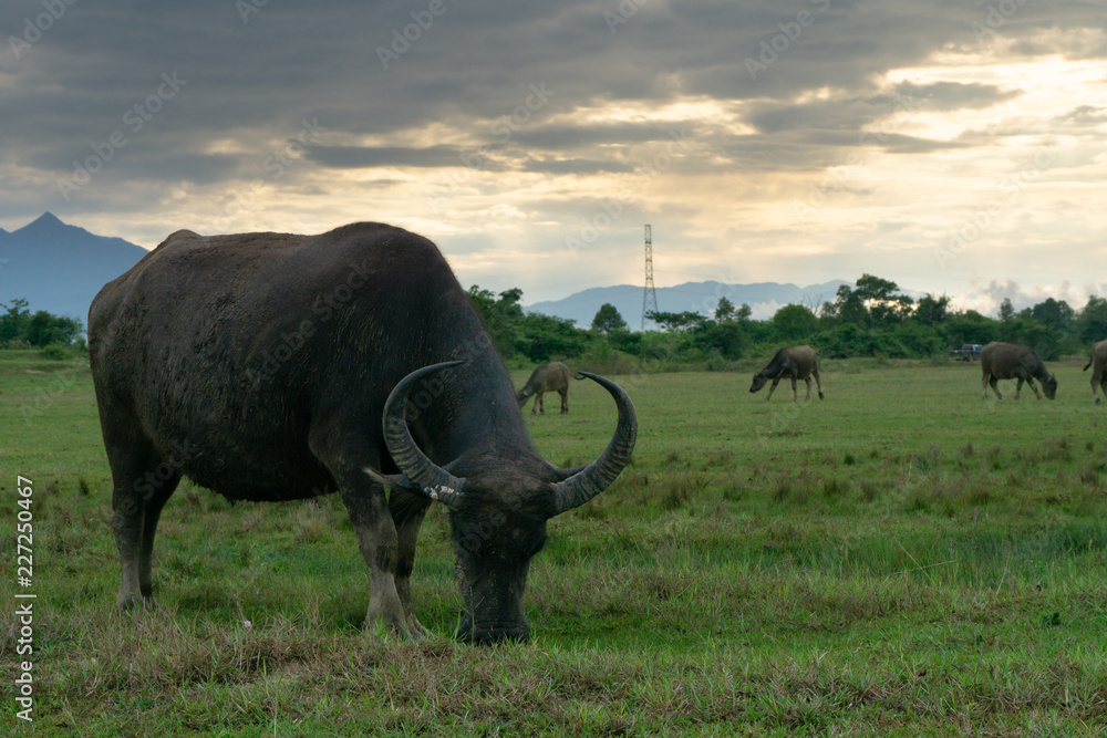 Obraz premium Buffalo in Open farm