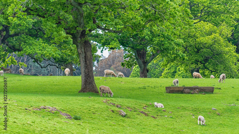 Sheep under trees on a green meadow in summer