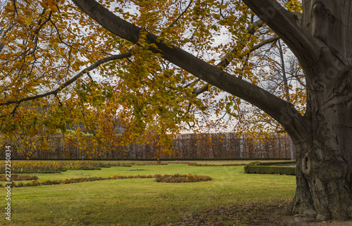 Big tree in autumn park