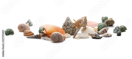 Decorative sea shells, clams isolated on white background