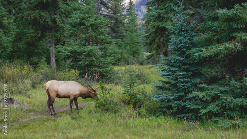 Fototapeta Naklejka Na Ścianę i Meble -  Elk with big antler eating grass along a road in Canada