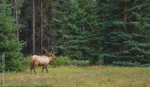 Fototapeta Naklejka Na Ścianę i Meble -  Elk with big antler eating grass along a road in Canada