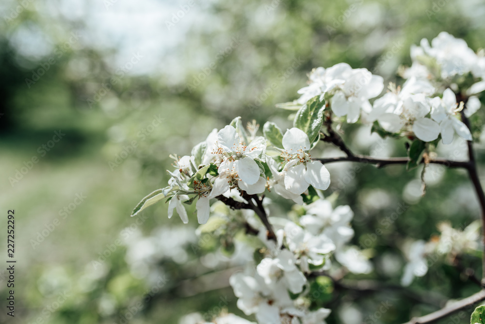 blooming apple tree in spring