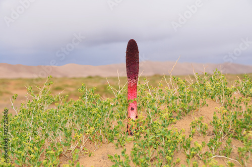 Goyo flower on Gobi desert, Mongolia photo