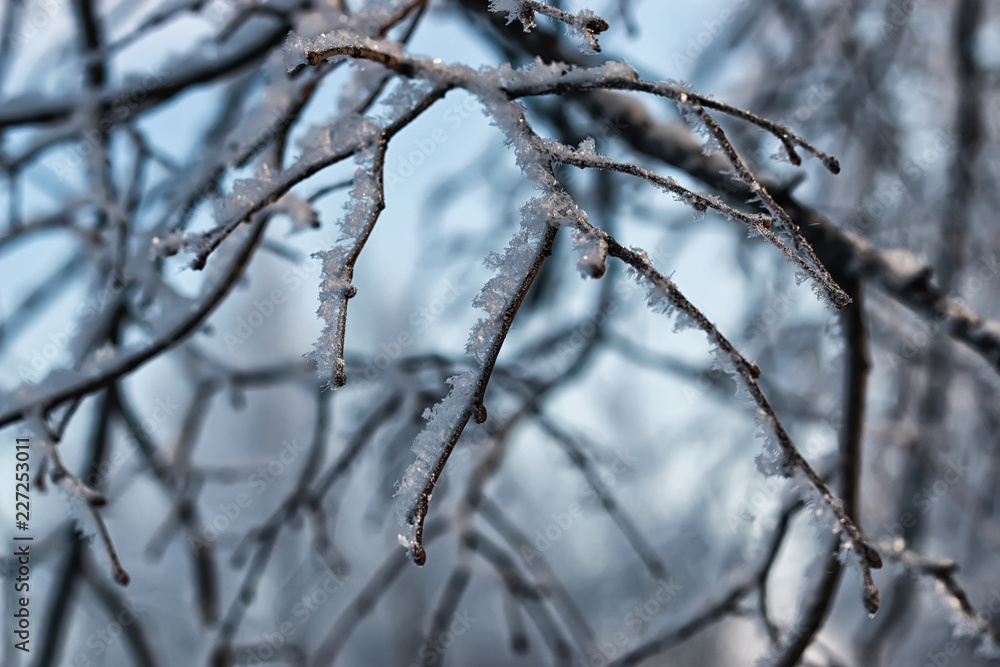 winter snow covered tree branches winter snow covered tree branches