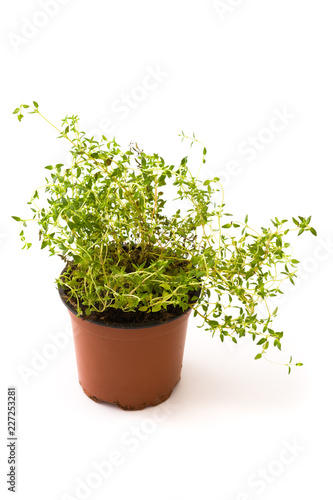 Pot with thyme plant isolated on white background