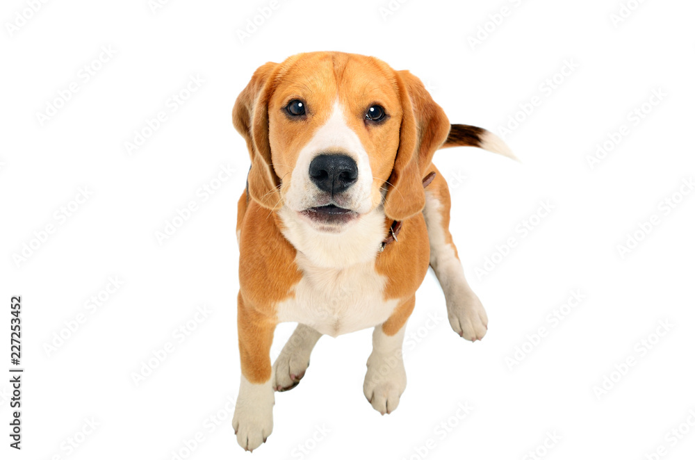Portrait of a cute barks Beagle dog, top view, isolated on white background