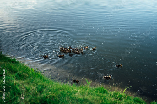 wild ducks on the water © Евгений Александров