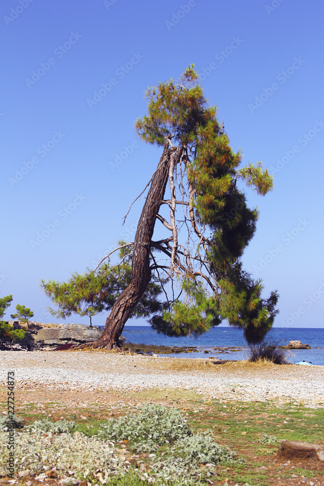 lonely tree in a landscape with the sea