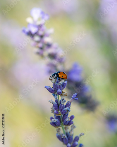 Ladybug on lavender flowers in sunny day
