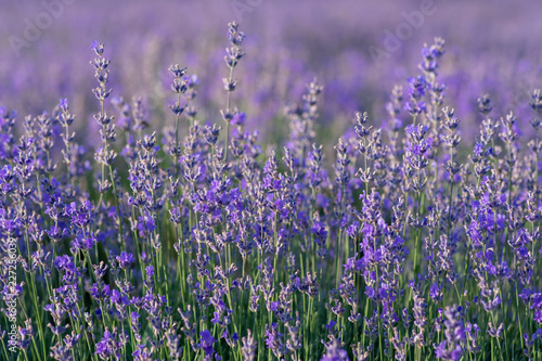 Lavender flowers blooming in a field during summer