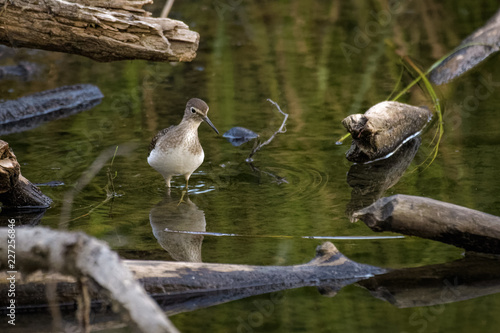 Solitary sandpiper looking for food in shallow water in Calgary photo