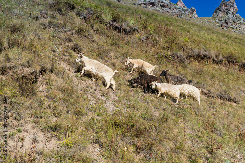 a flock of goats and sheep grazing on the hill of Caucasus mountains near Elbrus - the highest mountain in Europe a flock of goats and sheep grazing on the hill of Caucasus mountains near Elbrus - the highest mountain in Europe