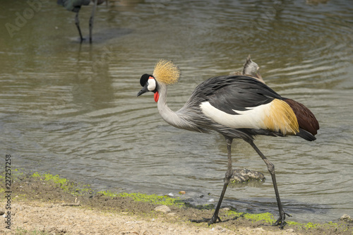 Beautiful Grey crowned crane in nature photo